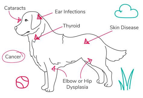 Golden Retriever Health Problems Symptoms