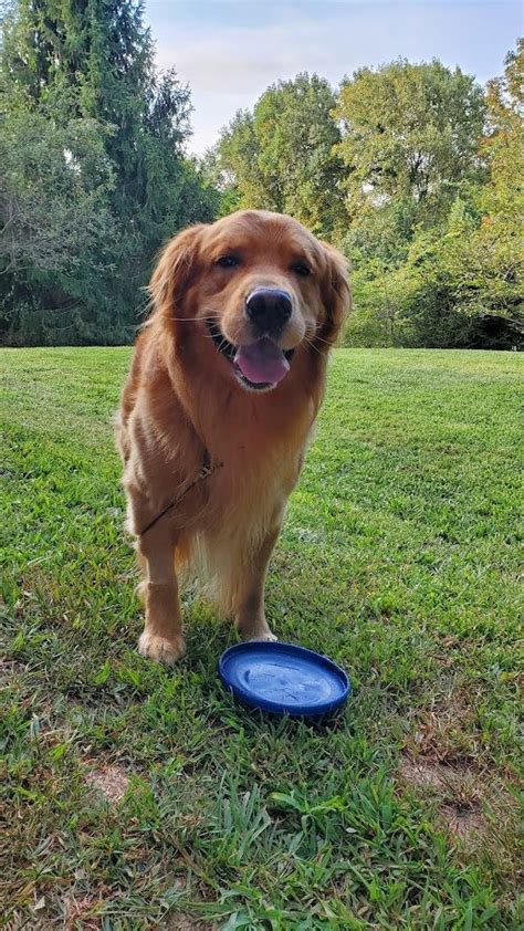 Golden Retriever Sudden Death