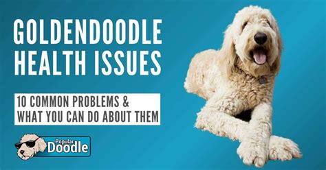 5 Goldendoodle Health Issues