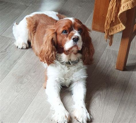 Gorgeous And Healthy Cavalier King Charles Stud Dog In London The