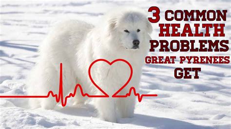 5 Great Pyrenees Health Issues