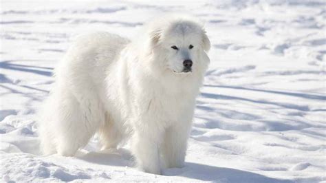 Great Pyrenees Life Expectancy