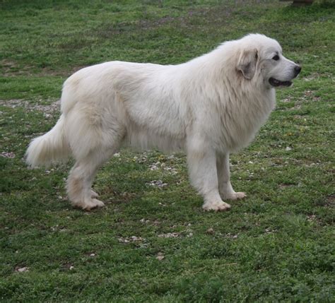 Great Pyrenees Lifespan Female