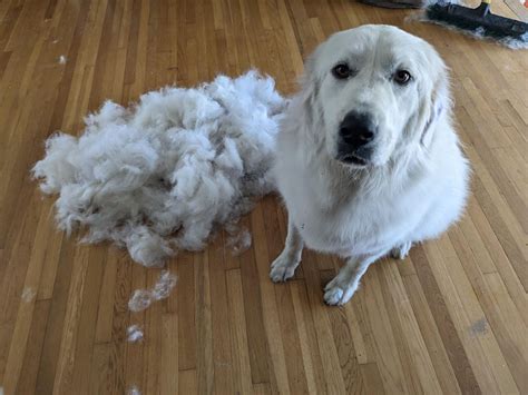 Great Pyrenees Shedding