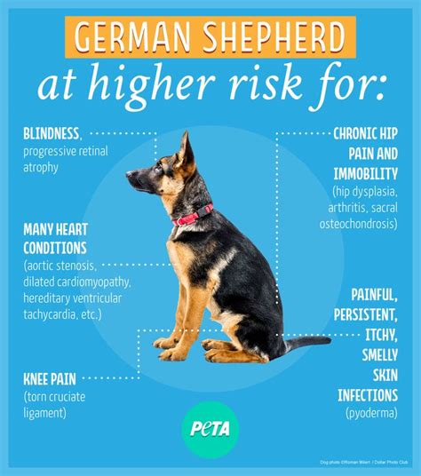 5 GSD Health Issues