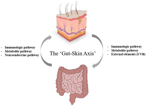 Gut Health And Skin Conditions