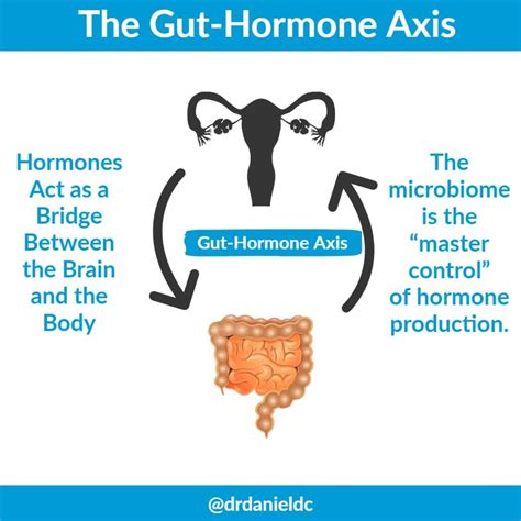 Gut Hormone Connection