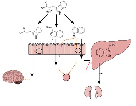 Gut Microbiota Wikipedia