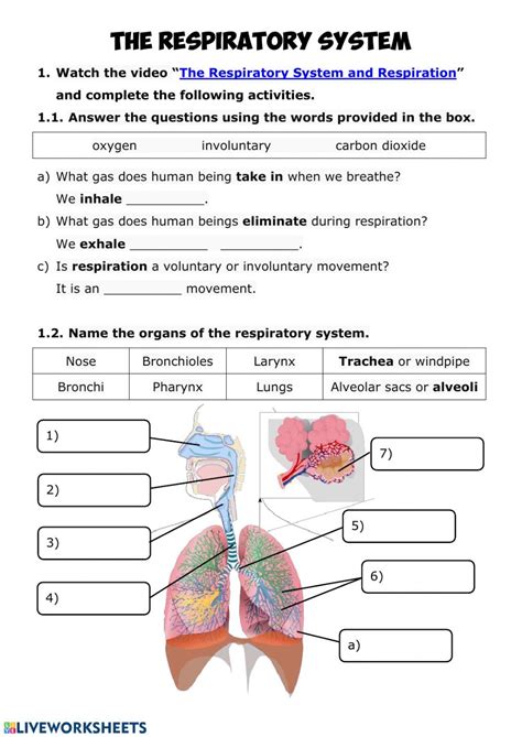 Respiratory System Health Assessment Activities