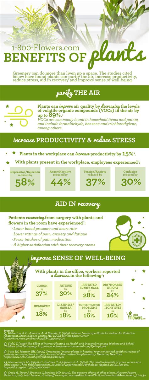 Health Benefits Of Houseplants