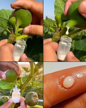 Health Benefits Of Tree Sap