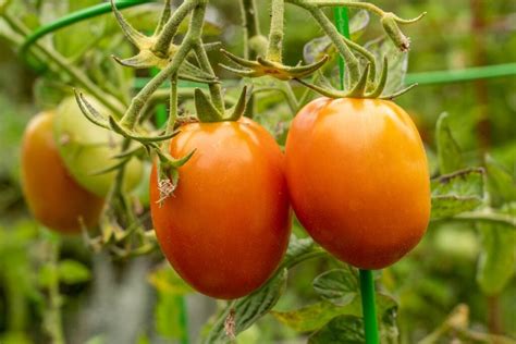 Health Kick Tomato