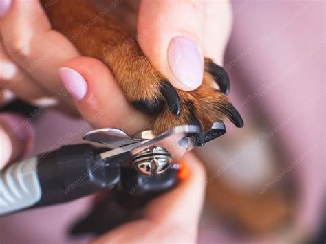 Health Mutt Nail Trim