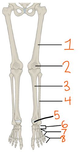 Health Science Lower Limb Diagram Flashcards Quizlet