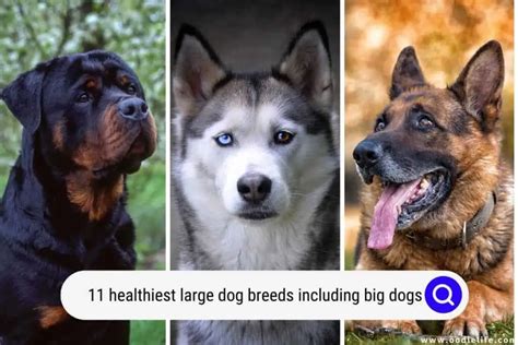 Healthiest Dog Breeds Ranked