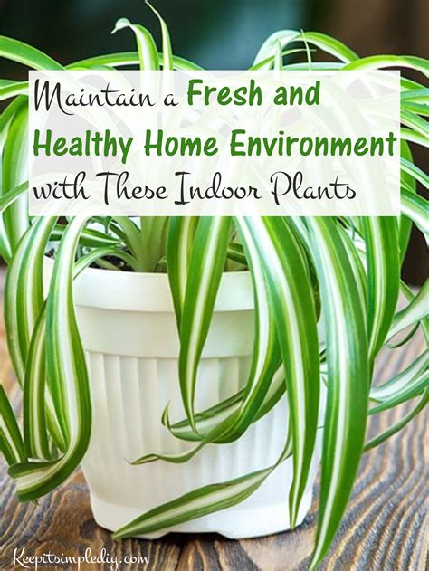 Healthiest House Plants