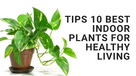 Healthiest Indoor House Plants