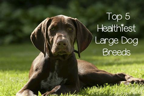 Healthiest Large Dog Breeds