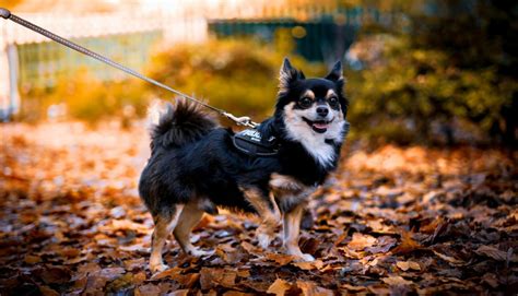 Healthiest Small Dog Breeds Ranked