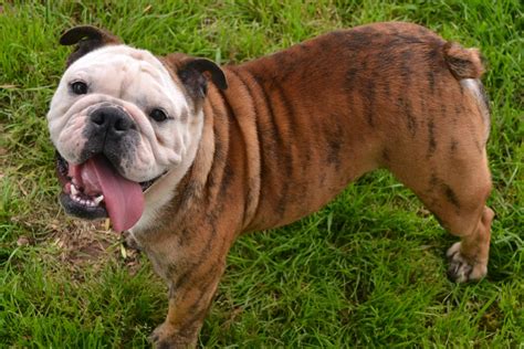 Healthy English Bulldog