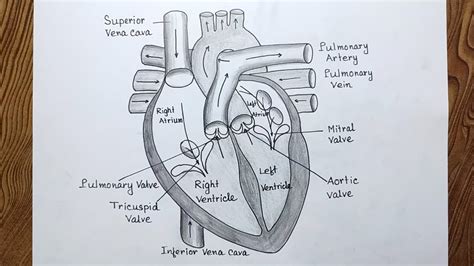 Healthy Heart Drawing Easy