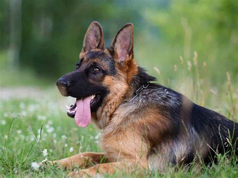 Hemangiosarcoma In German Shepherds