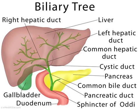 Hepatobiliary Specialist Near Me