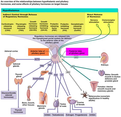 Her Way Health Amp Hormones