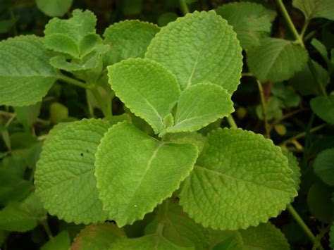 Herb Of The Month Five Season Herb Canterbury Horticultural Society