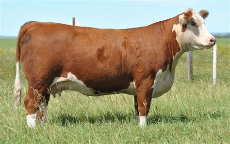 Hereford Cattle Farmerdb