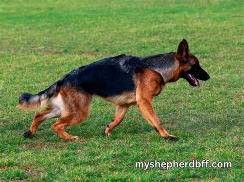 Hip Dysplasia In German Shepherds