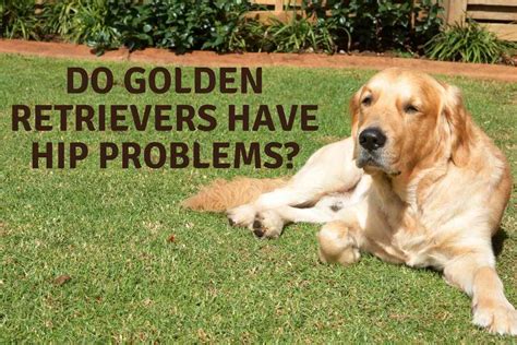 Hip Problems Golden Retriever