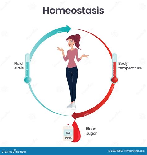 Homeostasis