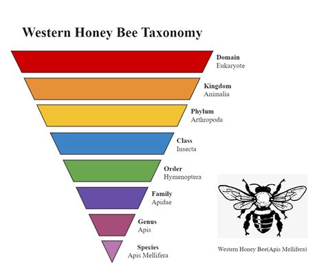 Honeybee Order