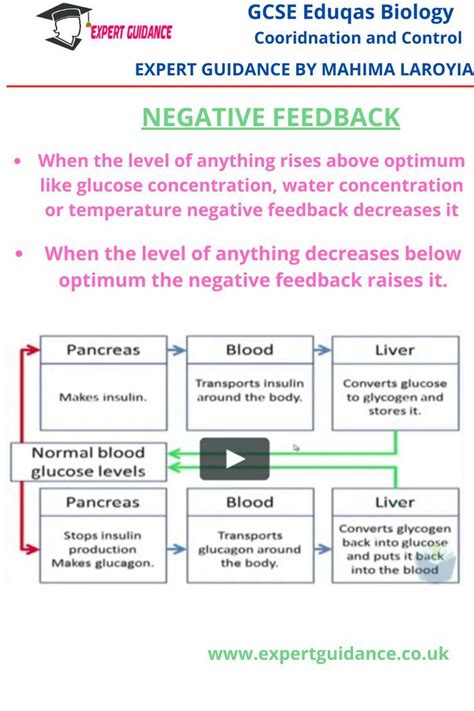 Hormonal Negative Feedback Systems Higher Coordination And Control The Human Endocrine System Edexcel Gcse Biology Single Science Revision Edexcel Bbc Bitesize