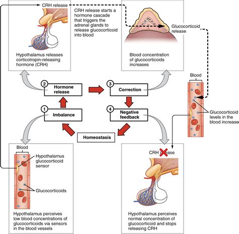 Hormones Controlled By Negative Feedback