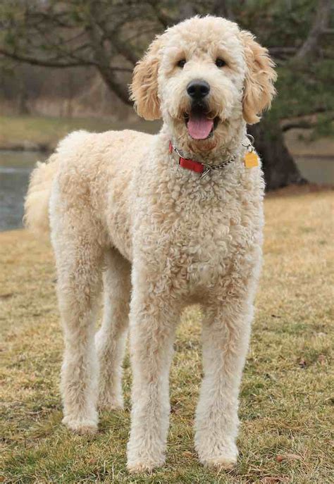 How Big Are Golden Doodles