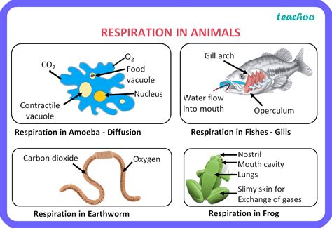 How Do Animals Obtain Oxygen