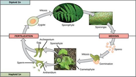 How Do Humans Use Ferns