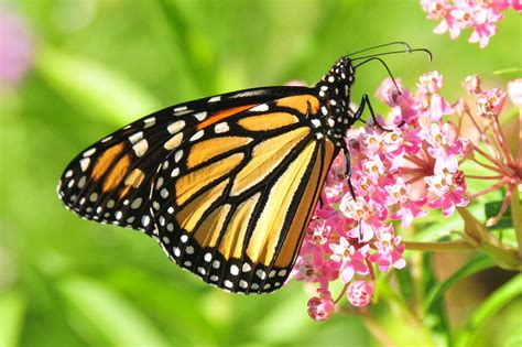 How Do Monarch Butterflies Pollinate