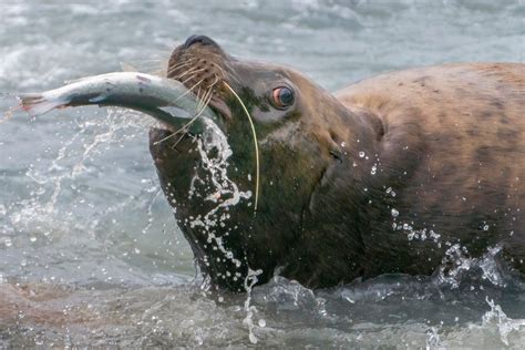 How Do Sea Lions Breathe