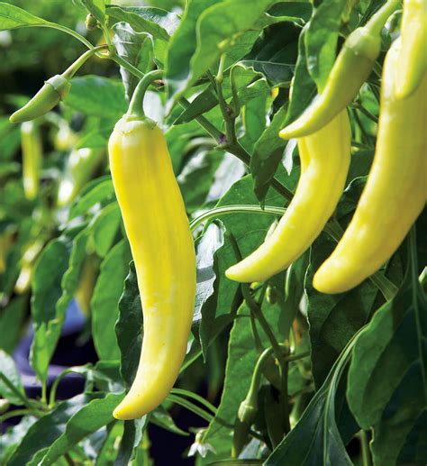 How Hot Are Banana Peppers