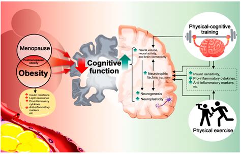 How Nutrition Supports Cognitive Health As We Age Health Science Forum