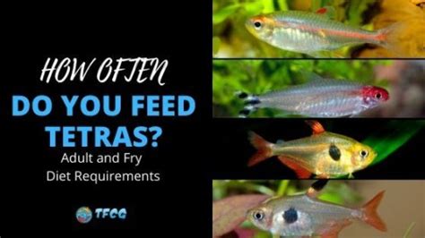 How Often Do You Feed Tetra Fish Adult And Fry Diet Requirements