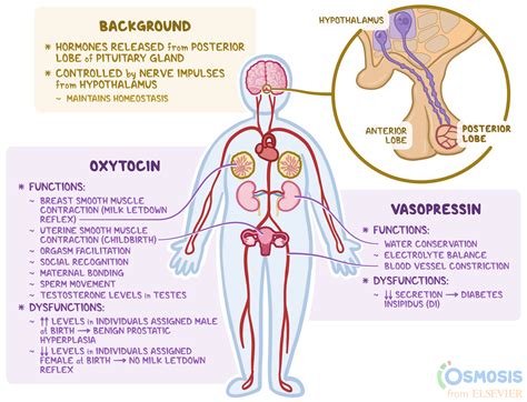 How To Check Pituitary Function