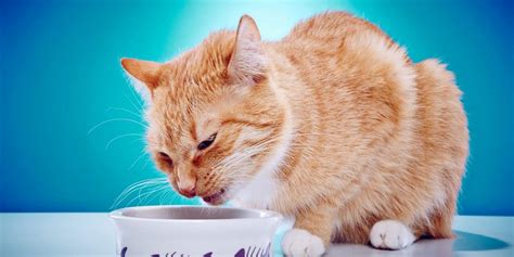 How To Clean Up Cat Vomit In 5 Simple Steps Cats Com