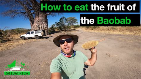 How To Eat Baobab Fruit