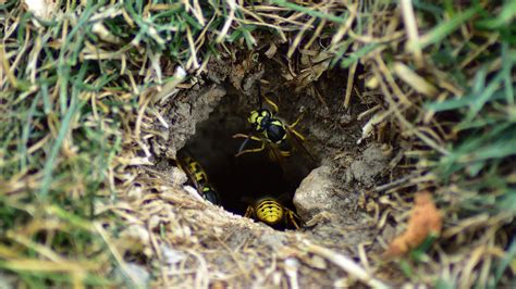 How To Get Rid Of Ground Wasps 5 Pest Control Approved Methods