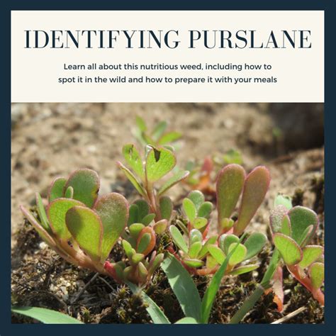 How To Identify Edible Purslane