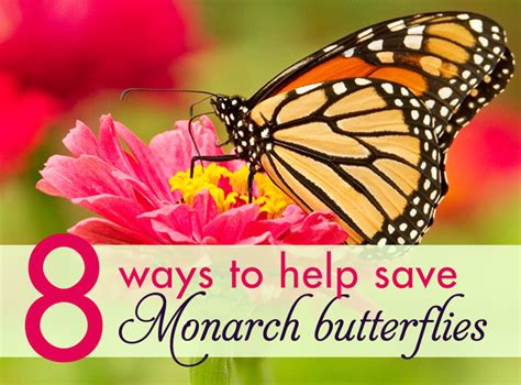 How To Save Monarch Butterflies